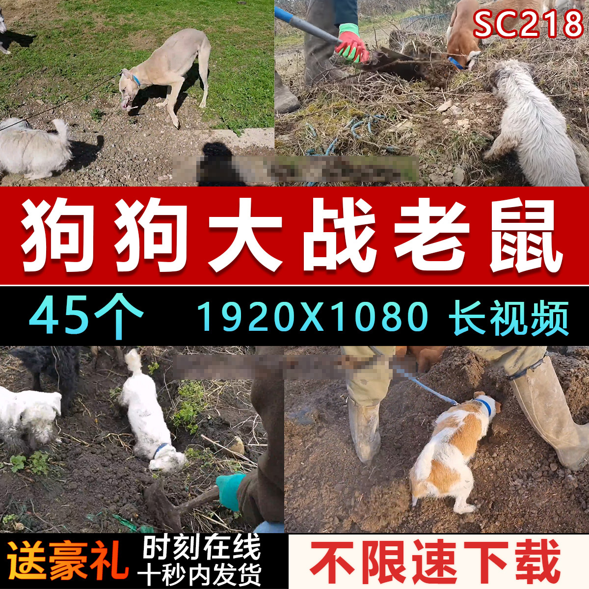 国外狗狗捕捉老鼠田野农村追捕抓老鼠抖音快手高清中长视频素材